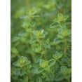 thumbnail image 6 of Burpee  Thyme Herb Seed, Annual Lifecycle, Full Sun, 6 of 6