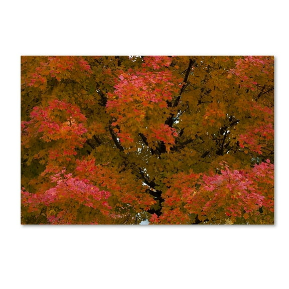 Trademark Fine Art "Autumn Maple Splendor" Canvas Art by Kurt Shaffer