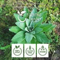 thumbnail image 3 of Organic Mullein Leaf Cut & Sifted - Organic, Kosher & USDA Certified 4 Oz, 3 of 4