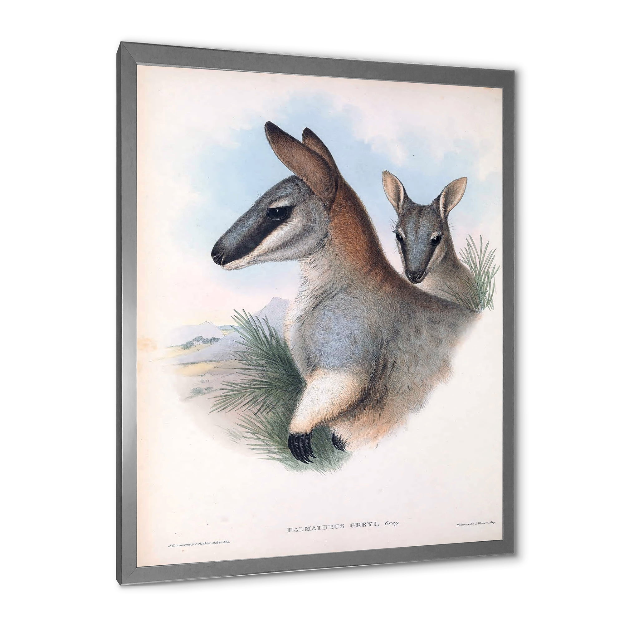 Designart 'Ancient Kangaroo' Farmhouse Framed Art Print