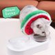 thumbnail image 5 of Collar de gato ajustable, collar de gato suave y lindo, collar de gato después de la cirugía (sandía - adecuada para 3 - 6 kg) Zefei Wu 9024735045595, 5 of 5
