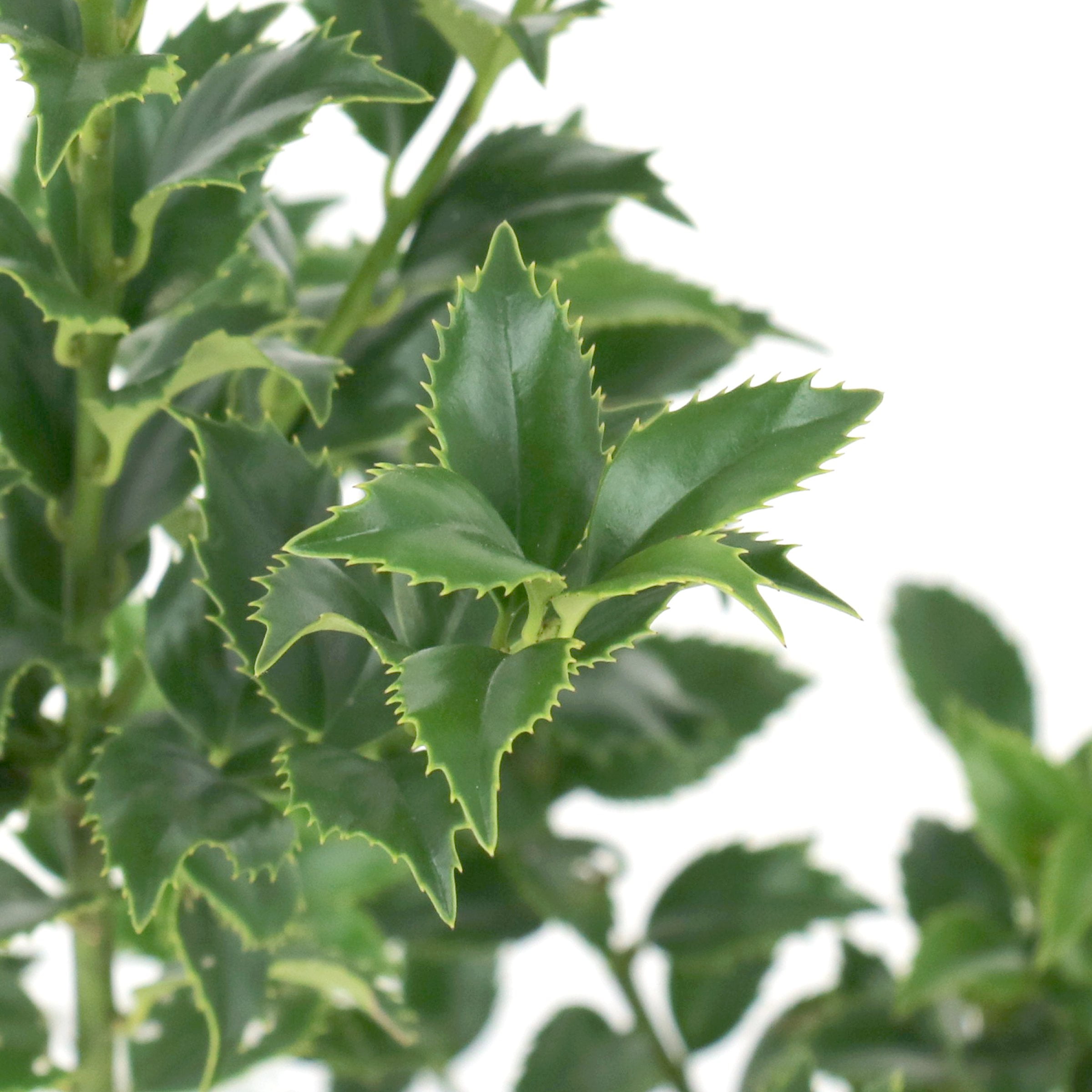 National Plant Network 3 gal. Ilex Miss Patricia Shrub