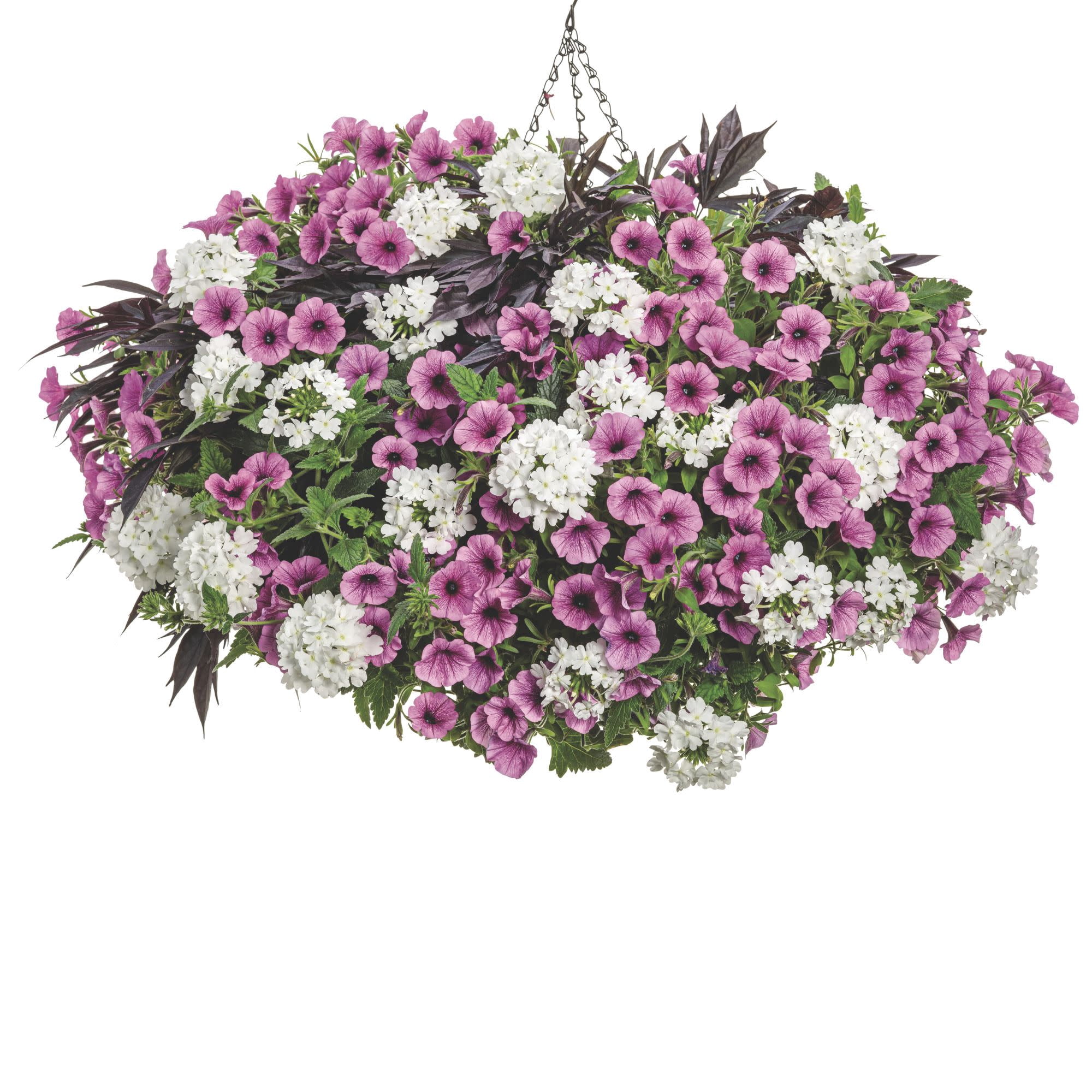 Proven Winners 4" Pink Supertunia Mini Vista Plum Veined Petunia Live Plant in 4.25" Pot (4 Count)