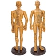 thumbnail image 3 of Male Female Human Body Acupuncture Model Copper Color PVC Material with Large Base Fixed Point Design 360/361 Acupuncture Points for Chinese Medicine Teaching Massage, 3 of 8