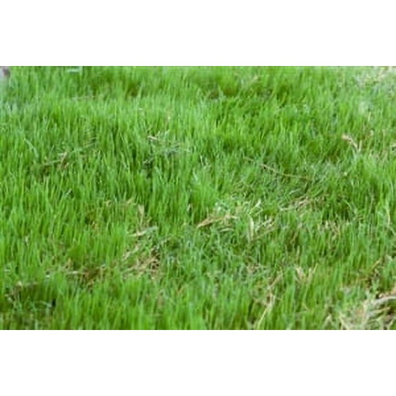 Bermuda Grass Seed Common Raw Hulled - 20 Lbs.