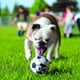 thumbnail image 2 of 3 Pzas Pelotas Sport Surtido Chicas Multicolor Perro Kong KONG ABS3, 2 of 4
