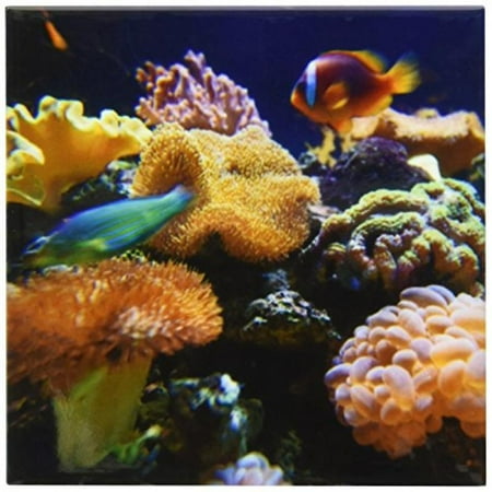 3dRose Salt Water Aquarium, Vitu Levu, Fiji - OC01 DPB0398 - Douglas ... 3dRose Salt Water Aquarium, Vitu Levu, Fiji - OC01 DPB0398 - Douglas ...