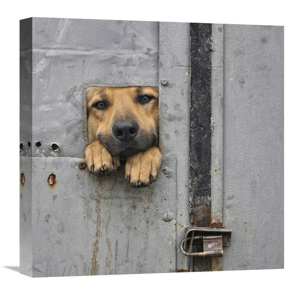 Global Gallery Knartist,'Benji's Window Ii' Stretched Canvas Artwork