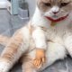 thumbnail image 4 of Mini manos para gatos, pequeñas manos para gatos cruzadas, pequeñas manos dobladas para patas de gato, 4 of 5