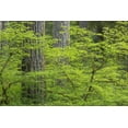 thumbnail image 2 of Paulson, Don 24x17 White Modern Wood Framed Museum Art Print Titled - WA, Olympic NP Vine maple and Douglas fir trees, 2 of 4