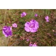 thumbnail image 6 of 100 FALSE SLENDERLEAF FOXGLOVE Purple Gerardia Agalinis Tenuifolia Flower Seeds, 6 of 7