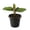 1 Plant, variant on Calathea Beauty Star - 1 Live Starter Plant - Calathea Ornata - Bautiful Colorful Tropical Foliage Prayer Plant