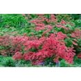 thumbnail image 2 of Garber, Howie 32x23 Gold Ornate Wood Framed with Double Matting Museum Art Print Titled - Pink Azalea Bush at Arnold Arboretum heralds springtime, 2 of 4