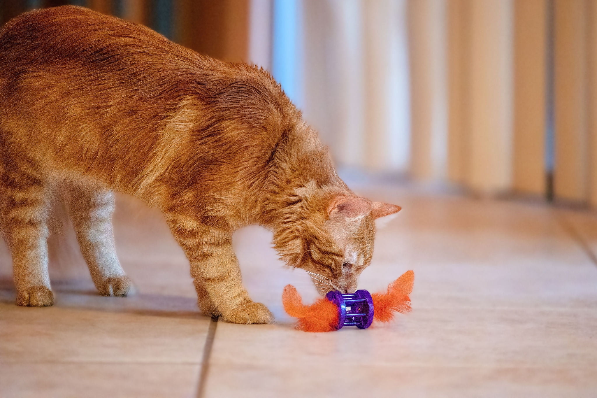 Vibrant Life Feather Rattle Cat Toy, Purple
