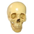 thumbnail image 3 of Simulación de Cráneo 1:1 Réplica Modelo de Cabeza Gótico Sunnimix Cabeza de Calavera de Resina, 3 of 8