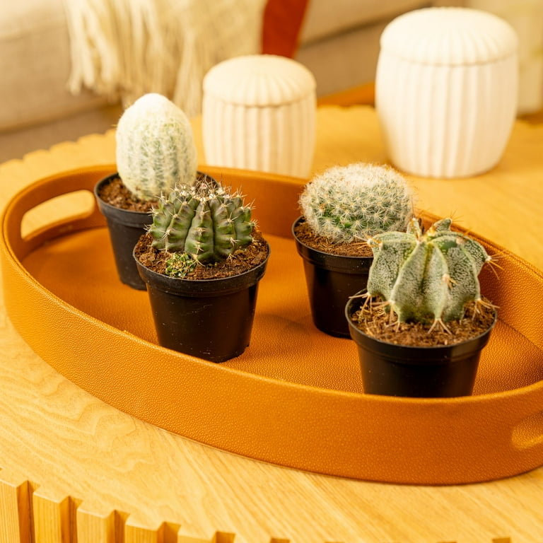 PIANTE SUCCULENTE ARTIFICIALI in vaso piccole finte cactus decorazione