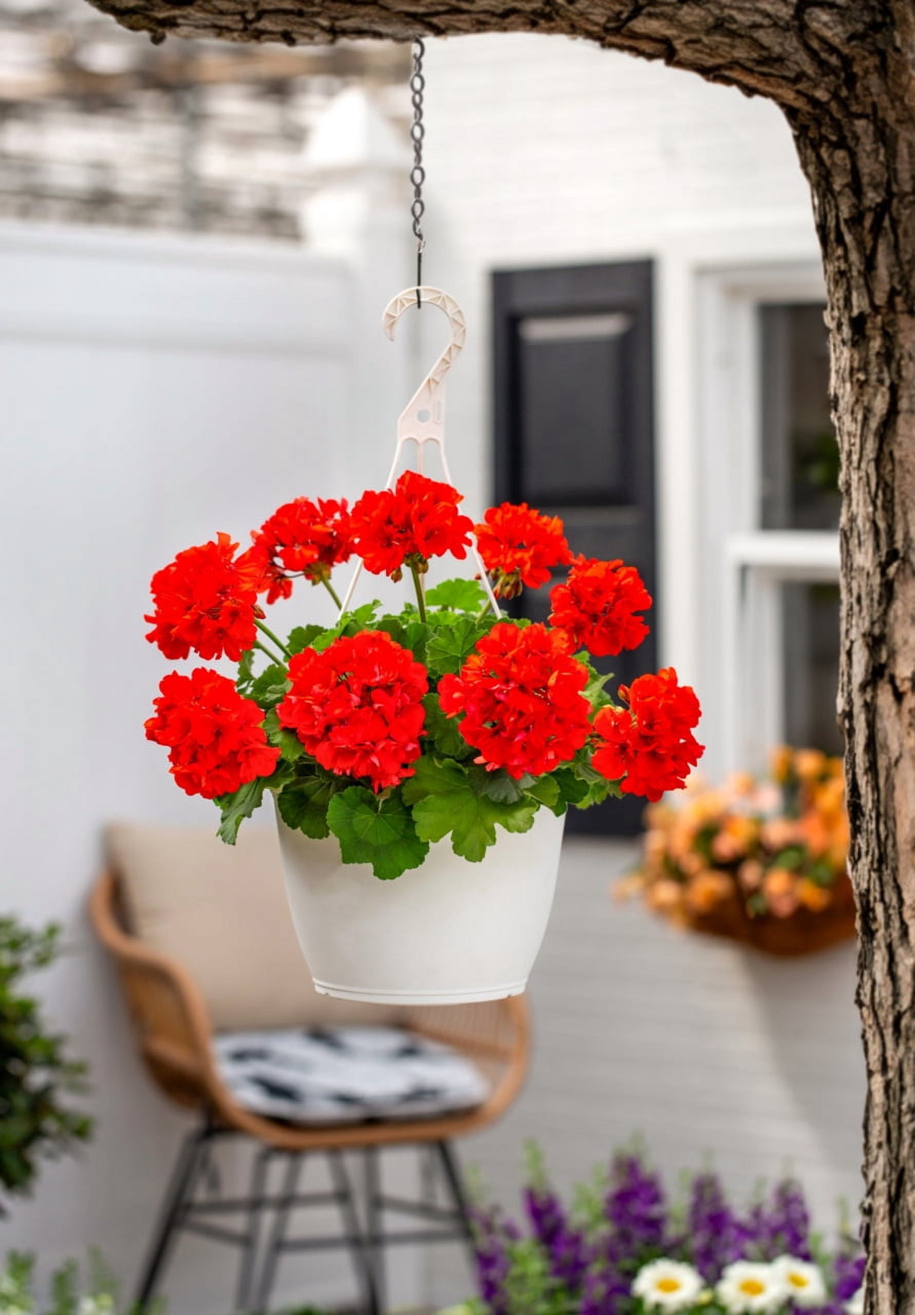 Expert Gardener 1.5gal Multicolor Zonal Geranium Live Annual Plant Decorative Pot Sun