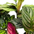thumbnail image 4 of Florida House Plants 2-Inch Calathea Assortment Live Plant in Pots, Set of 5, 4 of 6