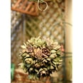 thumbnail image 3 of 4Pcs Retro Iron Ball Shape Succulent Pot Metal Hanging Planter Plant, 3 of 9