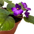 thumbnail image 4 of Harmony Foliage African Violet Lucien Croteau 4 inch Gesneriad, 4 of 8