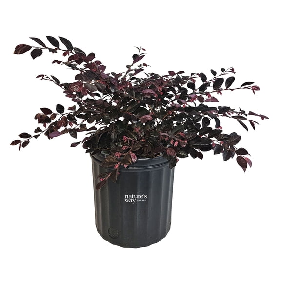 Nature's Way Farms Loropetalum Cerise Charm Outdoor Live Plant (25-30 in. Tall) in Grower Pot