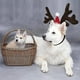 thumbnail image 2 of Diademas navideñas para mascotas Diademas navideñas con astas de reno Diademas navideñas para gatos y perros Astas de alce Adornos navideños para gatos domésticos y P-- Sailing Electrónica, 2 of 2