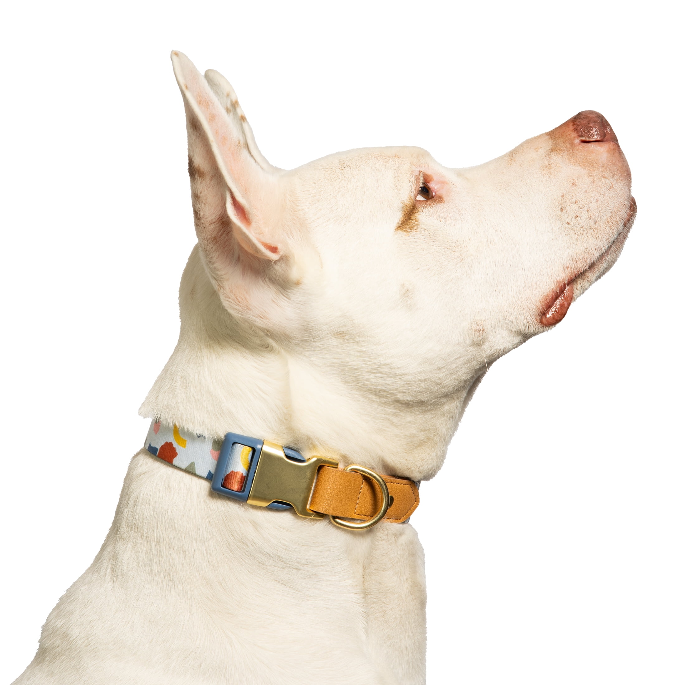 Vibrant Life Dog Fashion Collar, Abstract Shapes, Multicolor, Large