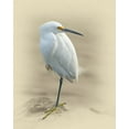 thumbnail image 2 of Brown, Jim 15x18 White Modern Wood Framed Museum Art Print Titled - Snowy Egret, 2 of 4