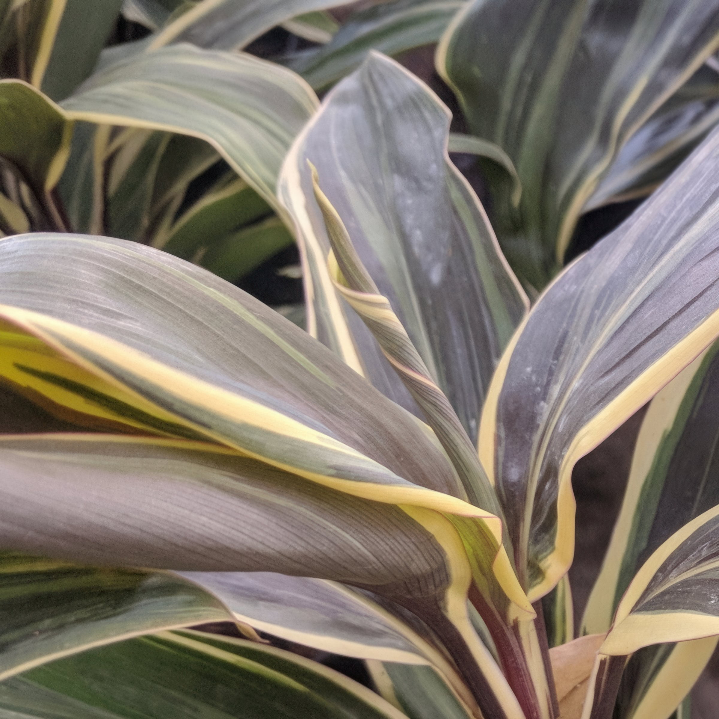 National Plant Network 1 gal. Cordyline Chocolate Queen