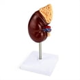 thumbnail image 1 of Modelo de riñón a tamaño real, 2 partes que muestran la estructura interna, réplica precisa de la anatomía humana para médicos, herramienta educativa., 1 of 4
