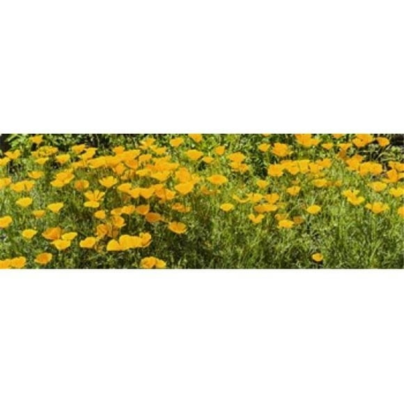 Panoramic Images PPI144880L California poppies - Eschscholzia californica in bloom Poster Print by Panoramic Images - 36 x 12