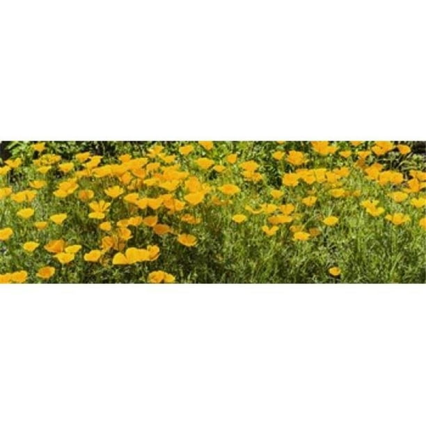 Panoramic Images PPI144880L California Coquelicots - Impression Affiche Eschscholzia californica en Fleurs par Panoramic Images - 36 x 12