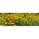 Panoramic Images PPI144880L California Coquelicots - Impression Affiche Eschscholzia californica en Fleurs par Panoramic Images - 36 x 12 – image 1 sur 1