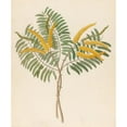 thumbnail image 3 of Clemenz Heinrich Wehdemann 15x17 Black Modern Framed Museum Art Print Titled - Mimosa (Acacia Carean) (1817), 3 of 5