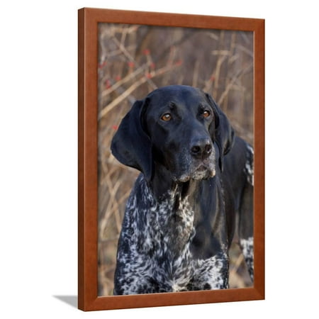 Portrait Of German Shorthair Pointer Standing By Bush With Red