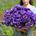 thumbnail image 2 of Eden Brothers Anemone Bulbs - De Caen Blue, 2 of 5