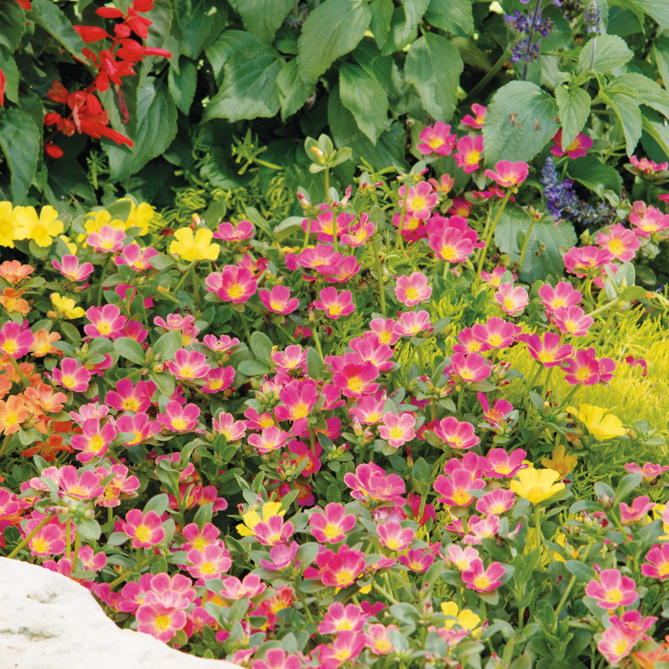 Proven Winners 4" Mojave Yellow Purslane Live Plant in 4.25" Pot (4 Count)