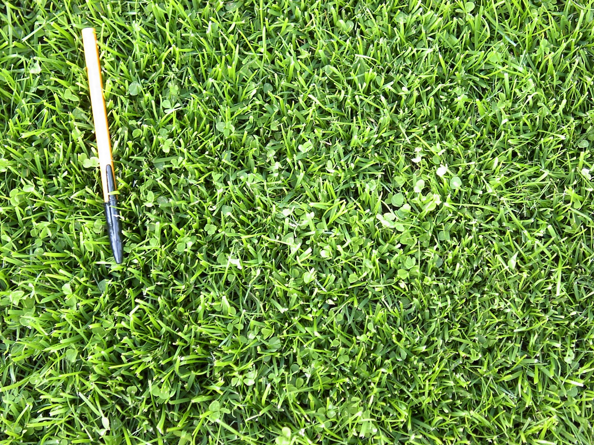 DLF Microclover Seed, Coated & Inoculated Mini Clover Mix, Shade Tolerant, No Mow, Low Grow Perennial Lawn Grass Alternative, Overseeding Resistant Drought-Tolerant - 1LB Bulk