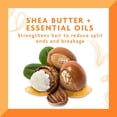 thumbnail image 4 of Aceite hidratante Cantu Daily Oil con manteca de karité 384 ml (paquete de 3), 4 of 8