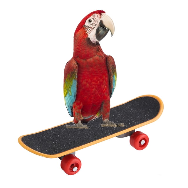 Plasitc Training Playing Interaction Toy Bird Skateboard, Toys, Parrots Other Small Birds Parakeets For Cockatiels
