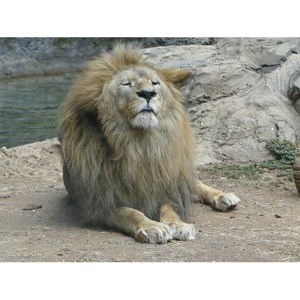 King Pride Lion Jungle Home Of The Brave Inch By 30 Inch Laminated Poster With Bright Colors And Vivid Imagery Fits Perfectly In Many Attractive Frames Walmart Com Walmart Com