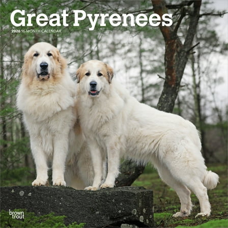 Great Pyrenees | 2026 12x24" (Hanging) Wall Calendar | Plastic-Free | BrownTrout