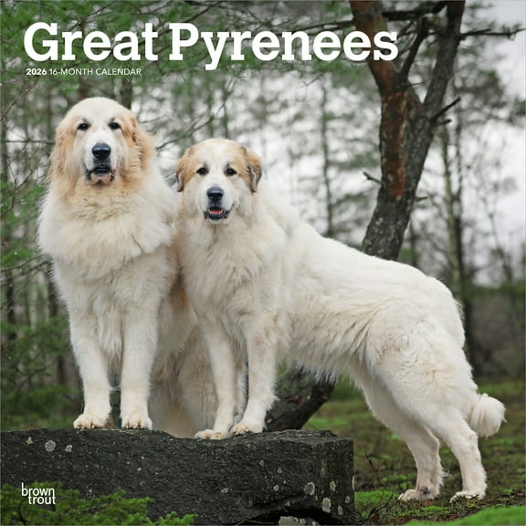 Great Pyrenees | 2026 12x24" (Hanging) Wall Calendar | Plastic-Free | BrownTrout