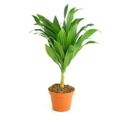 Shop Succulents Dracaena Compacta Janet Craig 4" Live Upright Indoor Plant in Nursery Pot