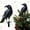 V, variant on Spooky Halloween Crow Decorations with Realistic Black Bird Design - Yard Stake for Garden Party and Christmas Tree Topper Outdoor Ornaments for Themed Display X