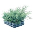 thumbnail image 2 of Juniper Angelica Blue - 15 Live 4 Inch Pots - Juniperus Chinensis - Drought Tolerant Cold Hardy Evergreen Plants, 2 of 8
