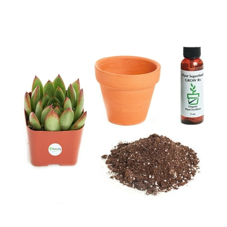 Echeveria Plant - Shop Succulents Echeveria Agavoides 2In Plant Kit