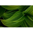 thumbnail image 2 of Mahan, Kathy 18x13 Black Ornate Wood Framed with Double Matting Museum Art Print Titled - False Hellebore II, 2 of 4