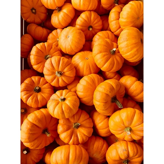 Jack Be Little Pumpkin/ Annual/ Full Sun/ 100 Seeds 1/4 oz/ Zellajake Farm and Garden - B308