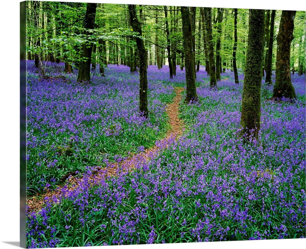 Great BIG Canvas "Bluebell Wood, Near Boyle, County